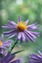 New York Aster Symphyotrichum Novi Belgii