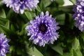 New York Aster Symphyotrichum novi-belgii Royalty Free Stock Photo