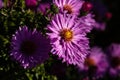 New York Asters Aster novi-belgii