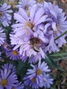 New York asters and a bee.