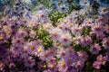 New York Asters