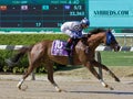 Vintage Hollywood Winning The Kingston Stakes at Historic Belmont Park Royalty Free Stock Photo