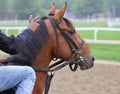 New York Breds at Saratoga Racecourse