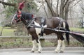 New York City Carriage Horse Royalty Free Stock Photo