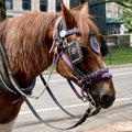 New York City Carriage Horse Royalty Free Stock Photo