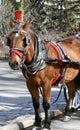 New York City Carriage Horse Royalty Free Stock Photo