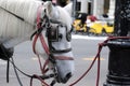 New York City Carriage Horse Royalty Free Stock Photo