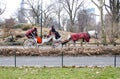 New York City Carriage Horse