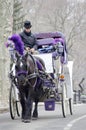 New York City Carriage Horse Royalty Free Stock Photo