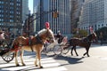 New York City Carriage Horses Royalty Free Stock Photo