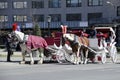 New York City Carriage Horses Royalty Free Stock Photo