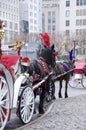 New York City Carriage Horses Royalty Free Stock Photo