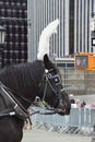 New York City Carriange Horse Royalty Free Stock Photo