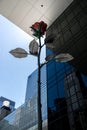 New York City MOMA Sculpture Garden Rose