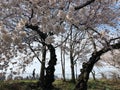 New York City, NY, USA - April 13 2019: Gorgeous cherry blossom in Central Park Royalty Free Stock Photo