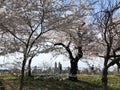 New York City, NY, USA - April 13 2019: Gorgeous cherry blossom in Central Park Royalty Free Stock Photo