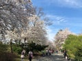 New York City, NY, USA - April 13 2019: Gorgeous cherry blossom in Central Park Royalty Free Stock Photo