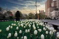 New York City Spring landscape, white tulips in the City along 5th Avenue