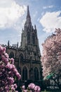 New York City spring time, blossom pink magnolia, white sakura cherry blossom.