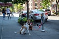 New York, City / USA - JUL 10 2018: Dogs waiting outside the sup