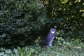 New York City / USA - October 3 20 2020: owl sculpture in Elizabeth Street Garden in Nolita, Manhattan, New York