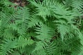 New York ferns, Thelypteris noveboracensis, form a green carpet on the forest floor Royalty Free Stock Photo