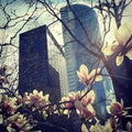 New York finance industry skyline with magnolia leaves