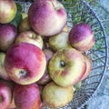 New York Homegrown Apples in a Basket Royalty Free Stock Photo