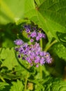 New York Ironweed - Vernonia noveboracensis Royalty Free Stock Photo