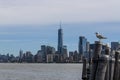 New York Lower Manhattan Skyline from Liberty Island with seagull