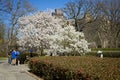 Springtime budding of tree in Manhattan