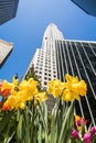 New York skyscrapers and spring flowers