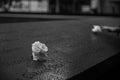 NEW YORK, UNITED STATES - Oct 24, 2020: Somber raindrops on rose at 9/11 memorial black and white