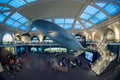 NEW YORK, USA - APRIL 21 2017 - Tourist and children visiting natural history museum