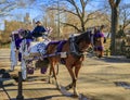 Ornately decorated horse drawn carriage with tourists, Central Park New York, Manhattan buildings in the background