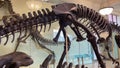 New York, USA January 23, 2024: Skeleton of Tyrannosaurus rex