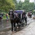 A Decorated Horse and Carriage in Central Park, New York