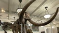 New York, USA June 4, 2023: Fossils from the body of a mammoth at the American Museum of Natural History Royalty Free Stock Photo