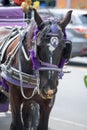 Horse used for carriage rides through Central Park in NYC. Royalty Free Stock Photo
