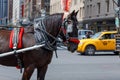 Horse used for carriage rides through Central Park in NYC. Royalty Free Stock Photo