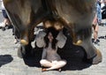 New York, USA - May 2018: People near the Charging Bull sculpture in New York