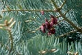 New young cones on spruce, spring