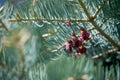 New young cones on spruce, spring