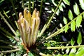 New Young Fresh Leaves Produced By Cycad Plant Royalty Free Stock Photo