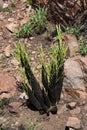 NEW YOUNG GREEN LEAVES SPROUTING ON BLACK STICK LILIES GROWING BETWEEN ROCKS ON A HILL IN SOUTH AFRICA IN SPRING