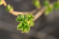 New young leaves of black currant growing in garden. First greens spring. Close up, selective focus, blurred background Royalty Free Stock Photo