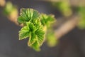 New young leaves of black currant growing garden. First greens spring. Close up, selective focus, blurred background Royalty Free Stock Photo