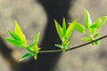 New young leaves on tree