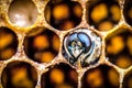 New young live bee in honeycomb cell Royalty Free Stock Photo
