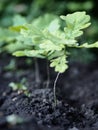 New young oak trees, sprouting from the seeds of the acorn.The background of the spring vegetation Royalty Free Stock Photo